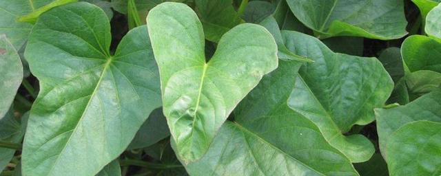 红薯苗种植方法和技术，怎样育红薯苗出的快又多
