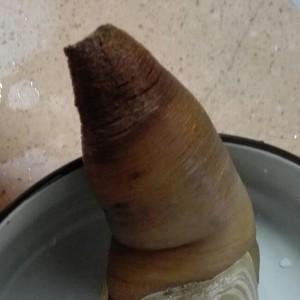 象拔蚌有什么功效，象拔蚌吃了有什么功效（原来能做刺身的“大象鼻子”叫做象拔蚌）