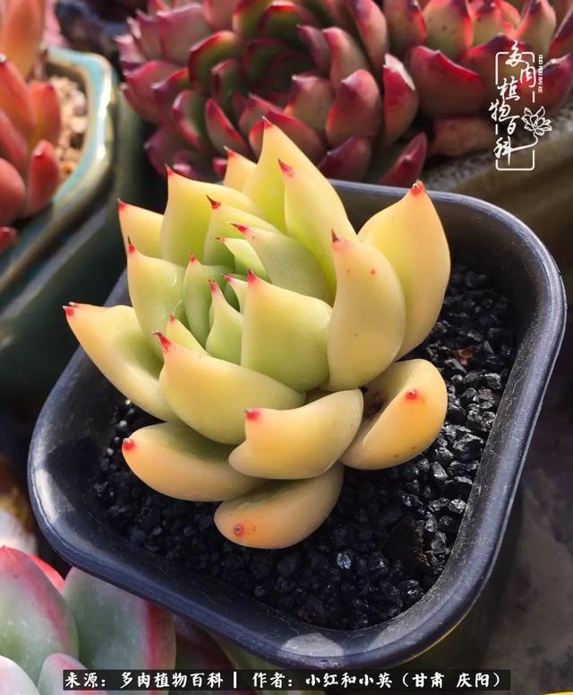 姐妹情深的句子，姐妹情深的句子简短（赏娇媚多肉，忆姐妹情深）