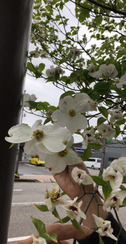 绒球花，秋天结出一堆小荔枝甜似蜜（绒球花是什么意思解释一下）