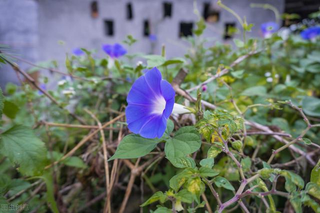 想念却不敢打扰的诗句，想念却不敢打扰的诗句经典（清茶浊酒尽孤寂）