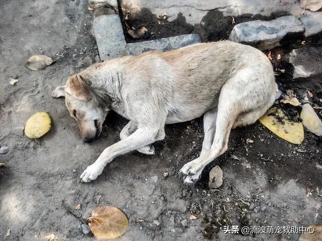 困28是什么，困28是什么意思（失明狗狗被小孩扔进水井）