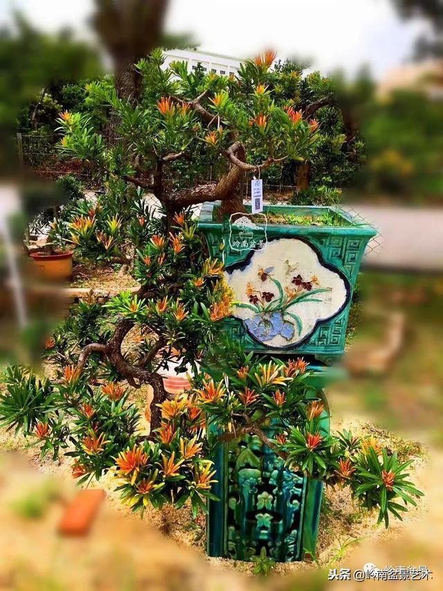 罗汉松盆景欣赏精品，海岛罗汉松——我的红颜知己