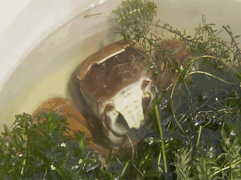 蜗牛还有哪些信息，蜗牛的信息有哪些（蜗牛从出生就要为了外壳努力）