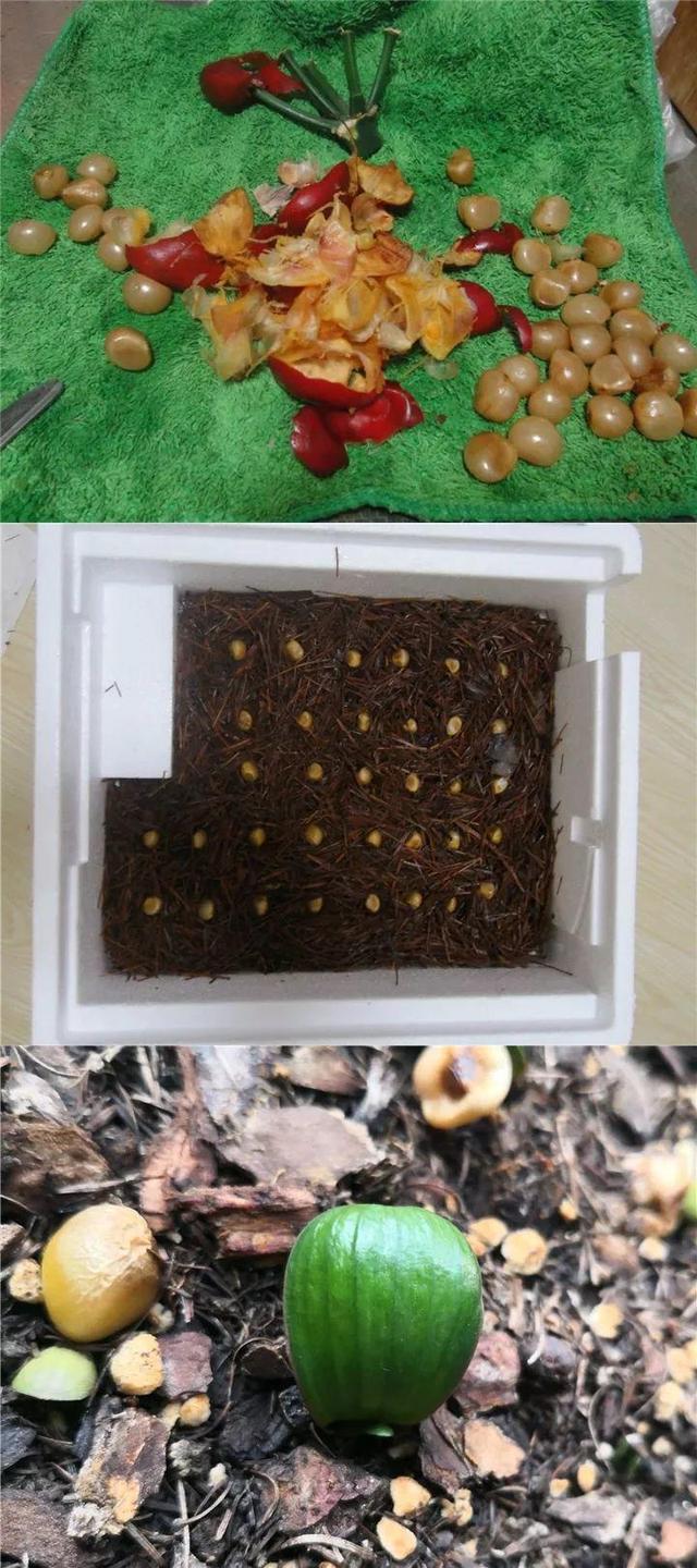 君子兰不开花怎么办才能开花，用“啤酒水”擦叶子