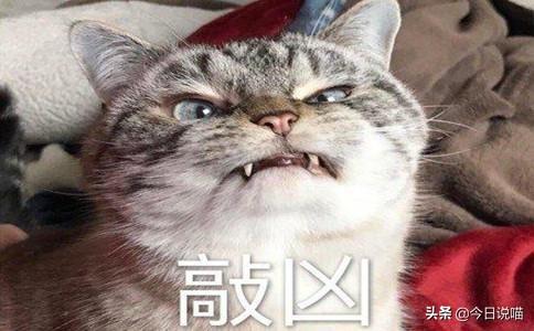 白色的猫有哪些品种，白色长毛猫是什么品种（盘点十大网红猫品种）