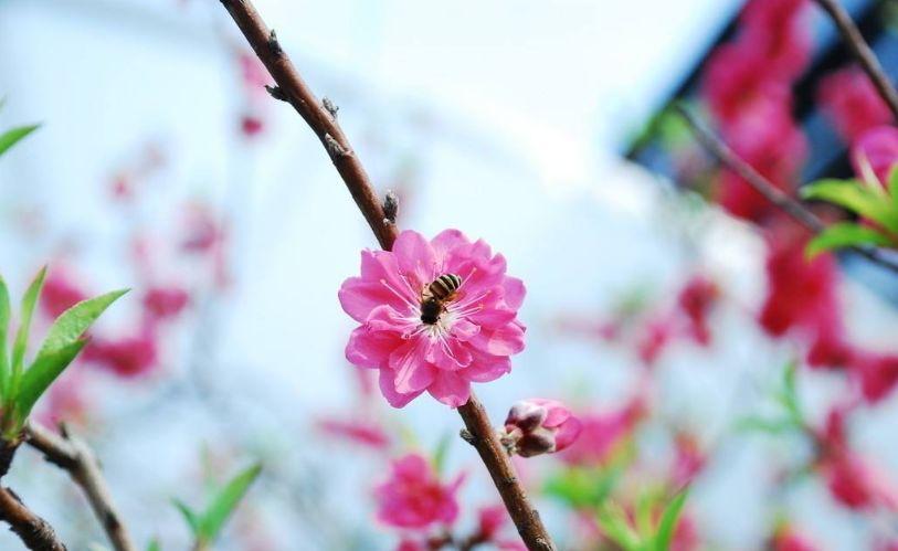 蜂的古诗意思(罗隐写的蜂的诗意)插图(9)