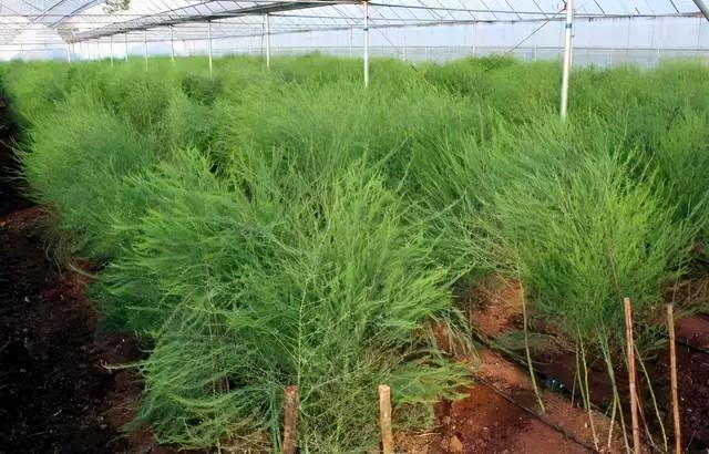 芦笋需要去皮吗，芦笋是否需要去皮（才发现很多人没吃过芦笋）