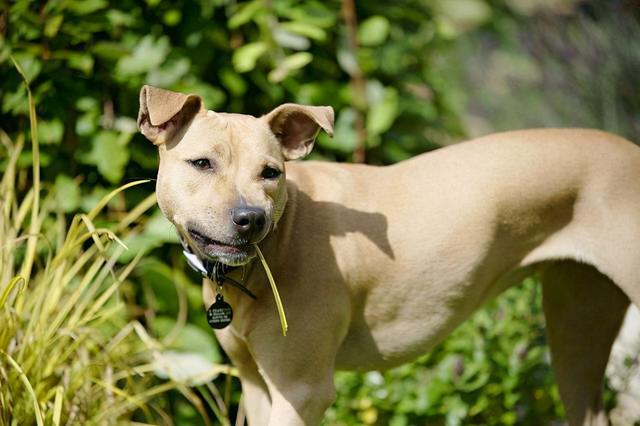 狗狗吃草是什么原因，狗狗吃草是怎么回事（感到不舒服只是其一）