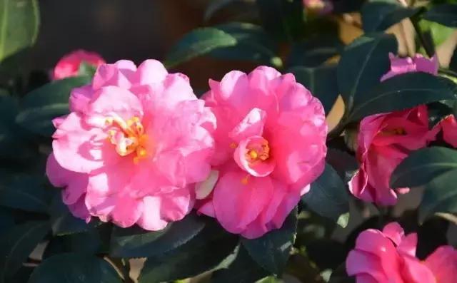 如何识别六角大红茶花，如何识别六角大红茶花的真假（带你认识名贵茶花品种）