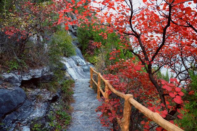 满山红叶似彩霞，阿宝歌曲大全（山东最全赏红叶地图来了）