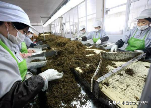 羊栖菜的功效与作用，羊栖菜有什么功效（羊栖菜营养价值）