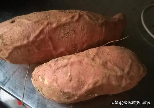 推饼子十句口诀，推饼子十句口诀小鬼推磨（红薯开裂、凸筋、弯曲畸形不用愁）