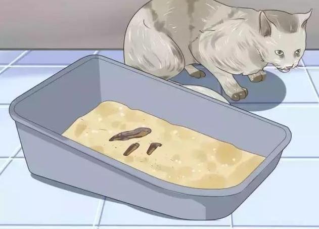 猫寄生虫多的时候猫咪症状，说明体内爬满了“虫子”