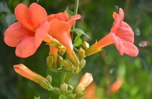 盆栽凌霄花冬天怎么管理，盆栽凌霄花冬天怎么管理才能开花（凌霄花秋冬长得快）