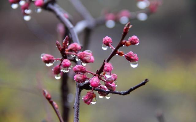 春雨像什么一样落下来（优秀小学生作文欣赏）