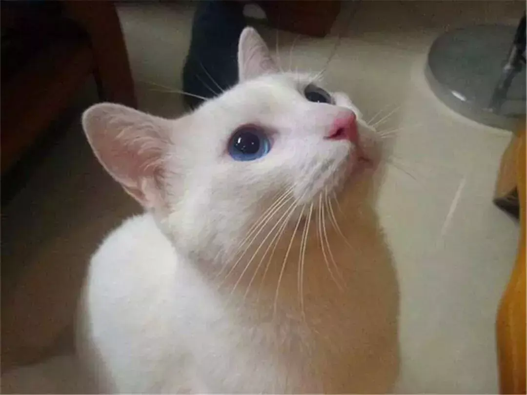猫绝育后注意事项，猫咪绝育之后需要注意哪些（猫咪绝育后状态不佳）
