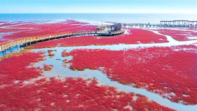 凝望红海滩，凝望红海滩阅读及答案（潮涨潮落红海滩）