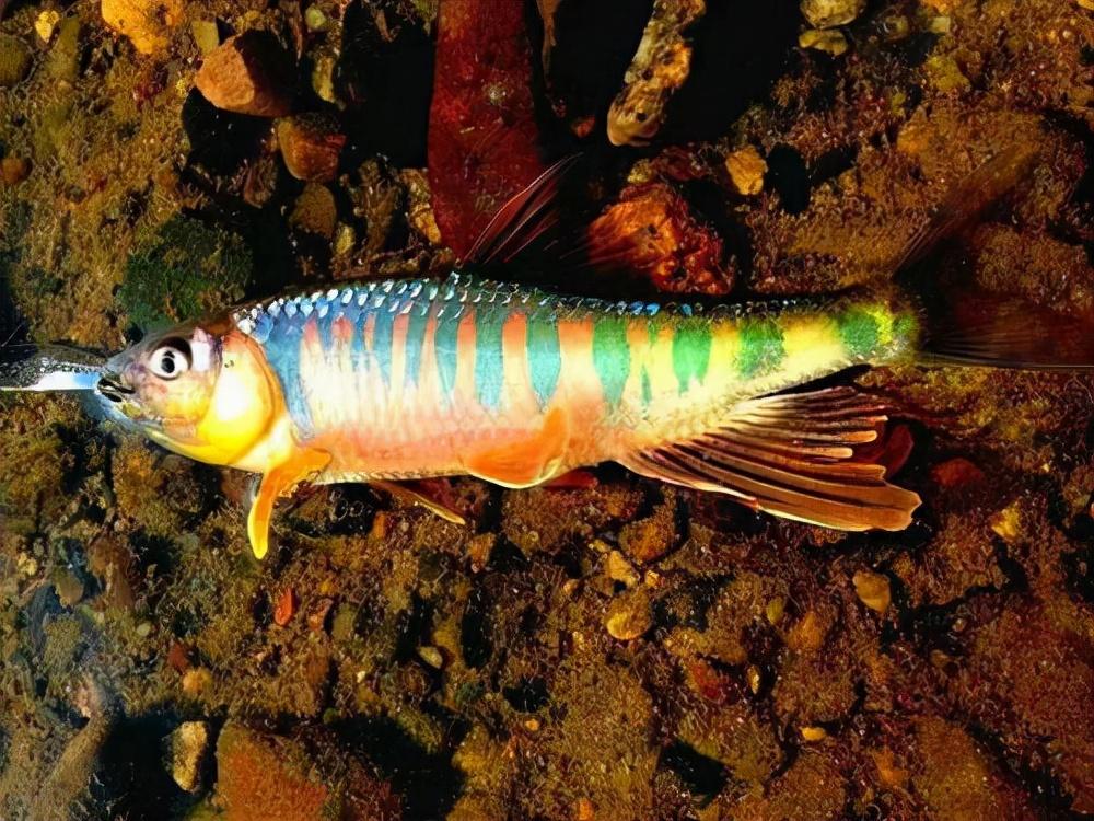 三叶唇鱼介绍，双唇鱼学名叫什么（鱼类：中国淡水鱼类图谱）