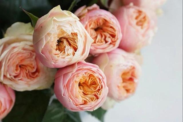 各种玫瑰花的含义，各色的玫瑰花有什么含意（一篇文章认全花店必备80种玫瑰花）