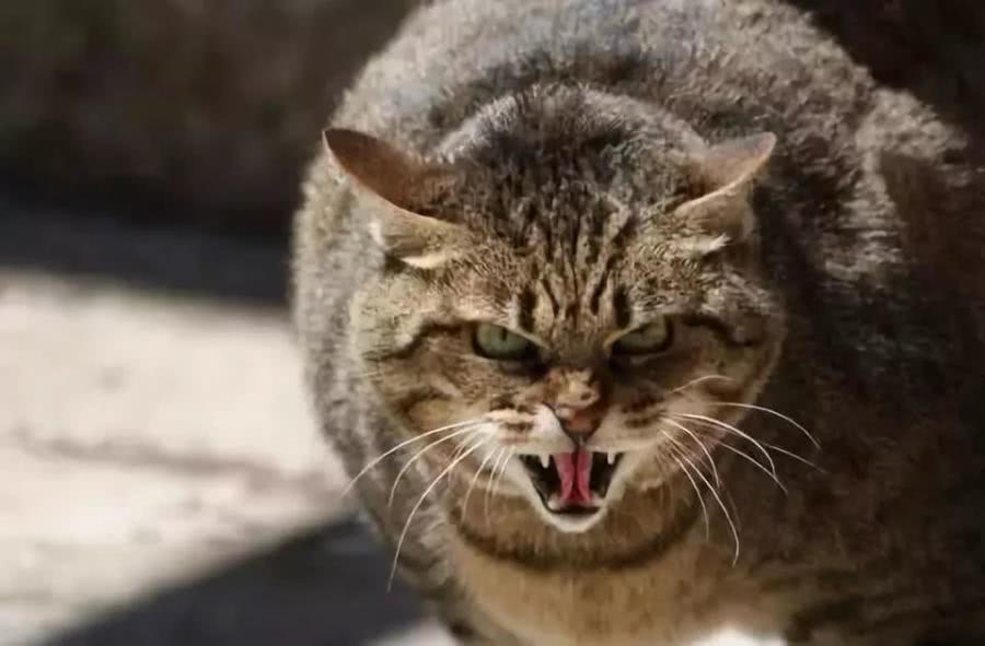 猫咪生病的几个信号,主人要警惕起来