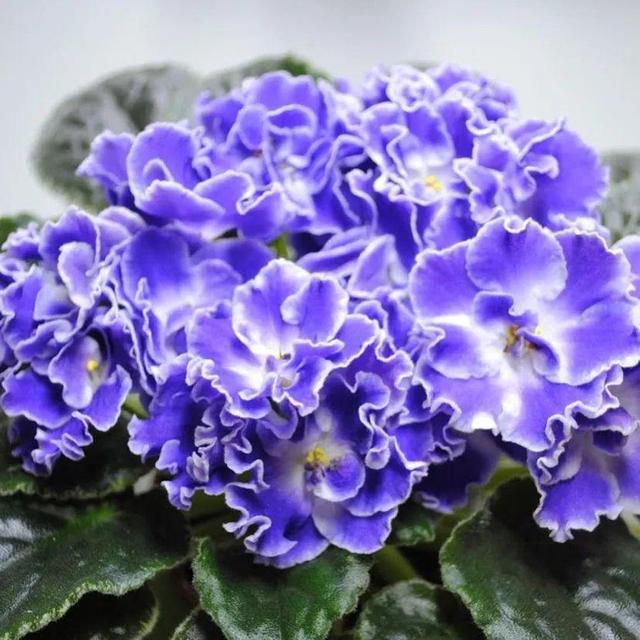 鸟尾花的繁育管理，鸟尾花 花期（30种耐阴花）