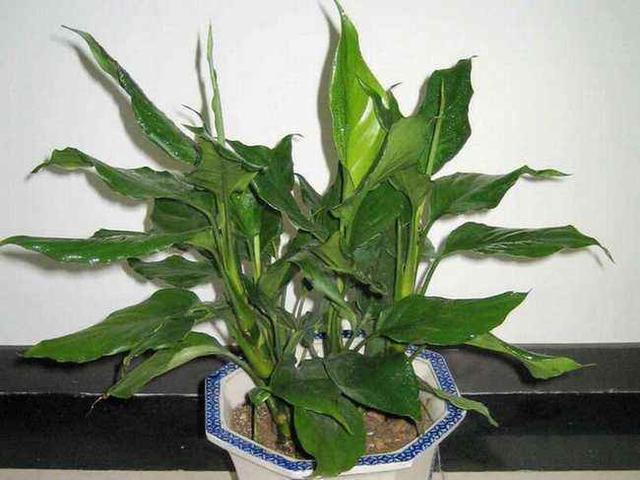 万年青的养殖方法，盆栽万年青的养殖方法（万年青种植的方法这么简单）