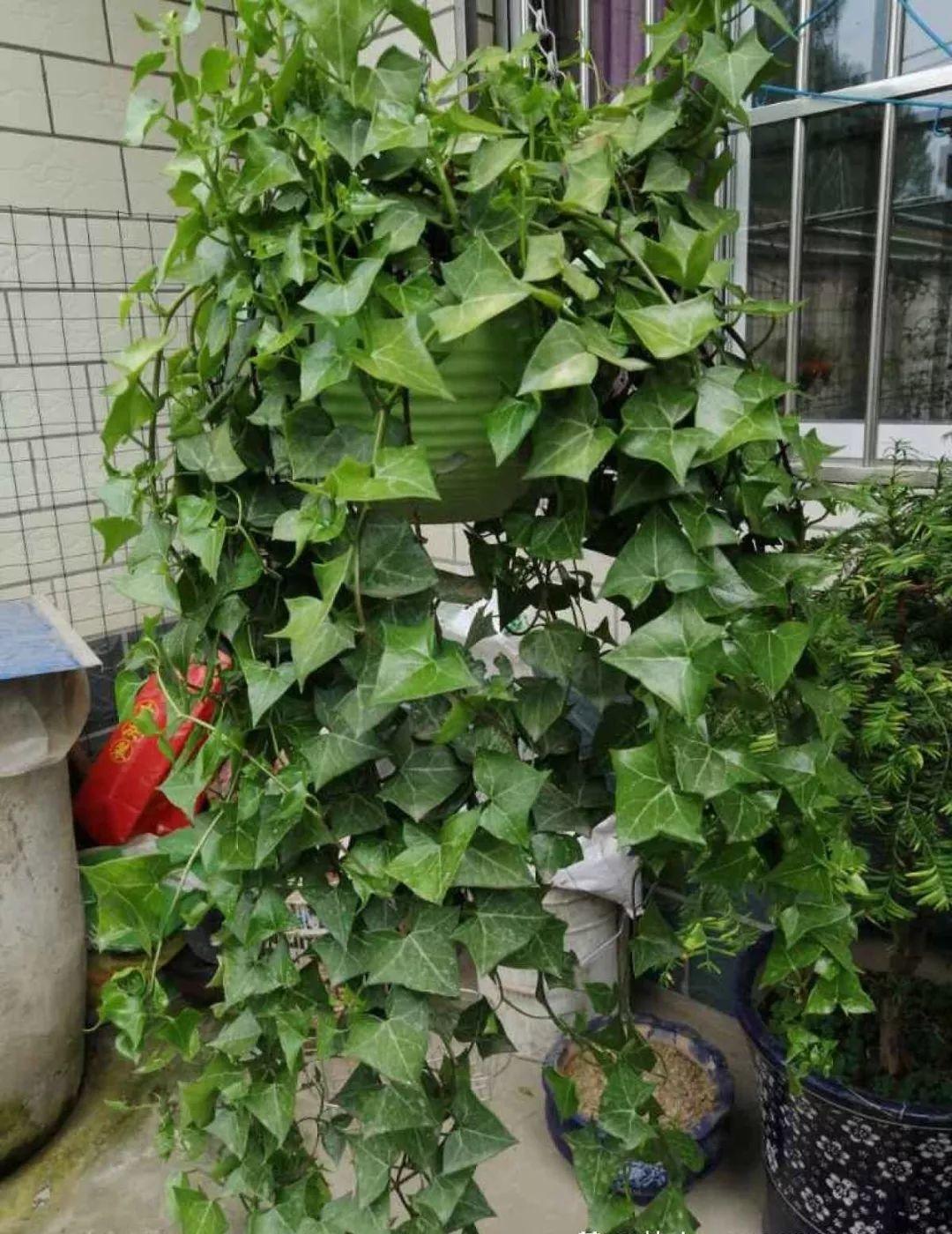 净化空气最好的办法，空气净化方法七种（净化空气没异味）