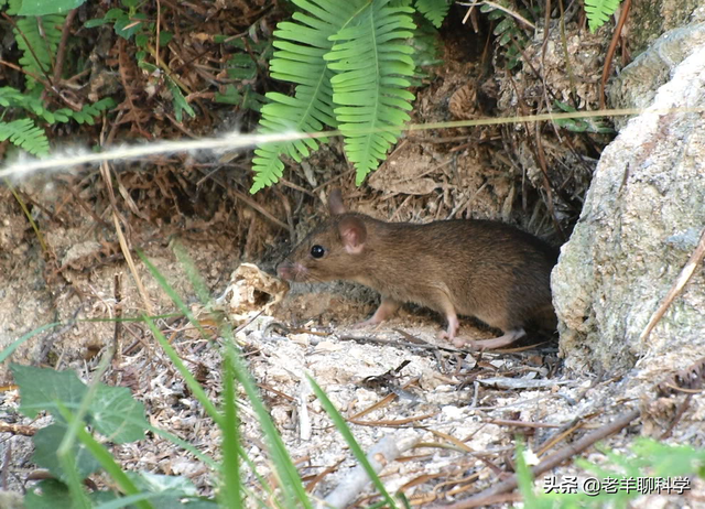 蛇是怎么冬眠的，蛇冬天怎么休眠（蛇在冬眠时“任鼠宰割”）