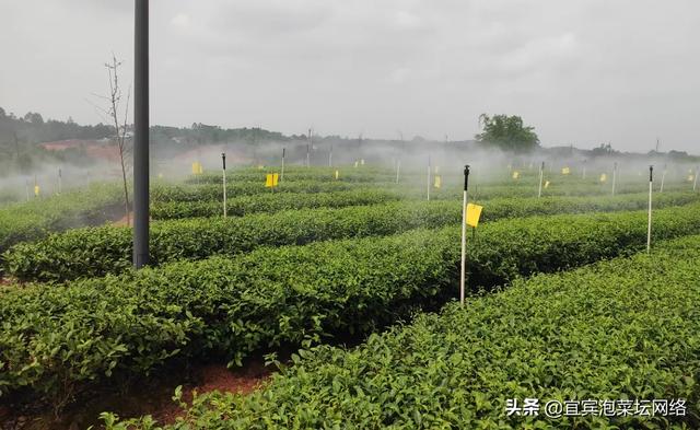 空山茶产自哪里，《三十而已》中的“空山茶”