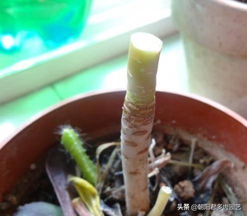 多肉扦插方法图解，多肉扦插方法图解视频（多肉扦插繁殖）