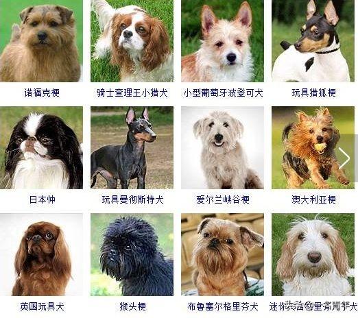 还不知道你家狗狗属于什么体型犬吗？几乎齐全了