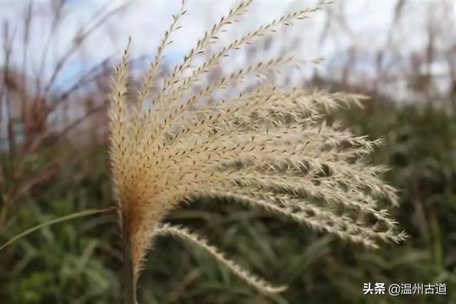 苍南10大名山，苍南的这十座名山，你都爬过吗