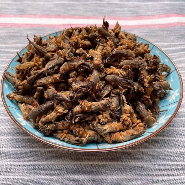 蝼蛄是什么动物，蝼蛄是益虫还是害虫（被人们称为“土狗子”）