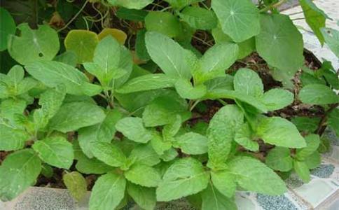 盆栽薄荷怎么养，薄荷盆栽怎么养（薄荷养护大全在这里）