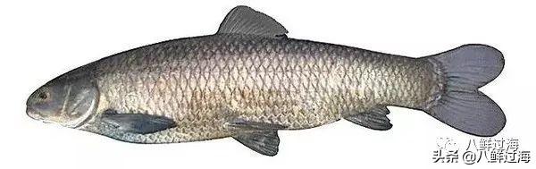 马鲛鱼有几种，马鲛鱼是什么鱼种（鲐鱼、鲅鱼、挪威青花鱼）