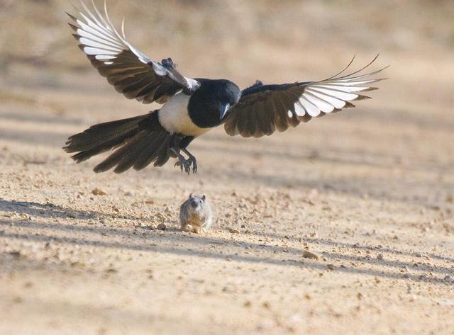 雀和鹊的区别，喜鹊的鹊和孔雀的雀有什么区别（喜鹊的所作所为对应其名“喜鹊”）