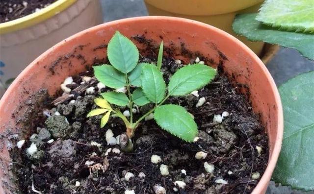 自制雾状小喷壶，自制实用喷水壶（它是扦插万能土）