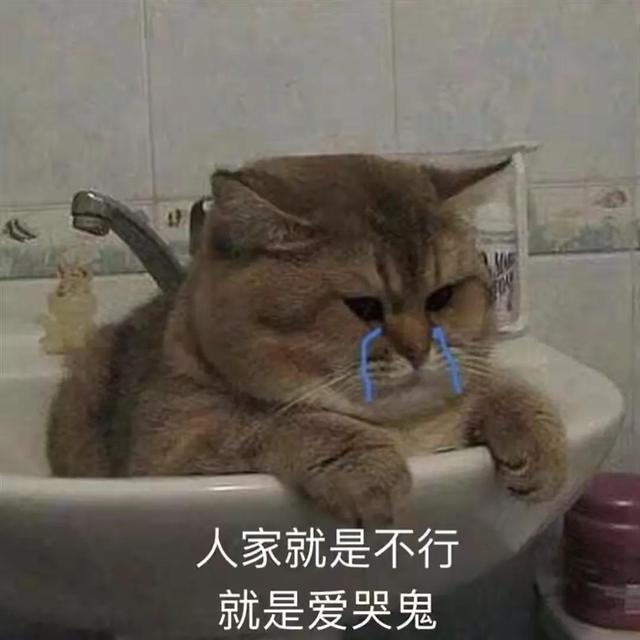 表情包很火的那只猫，最近很火的猫猫表情包（小猫咪可爱表情包）