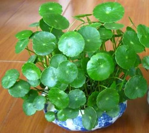 种什么花最旺财，十二生肖各不同（有条件多养这几种花）