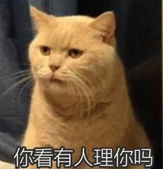 训猫的方法，训猫教程大全（驯养各类猫咪了方法攻略）