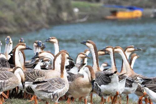 鹅怎样养殖，养殖鹅的方法（鹅的养殖技术）