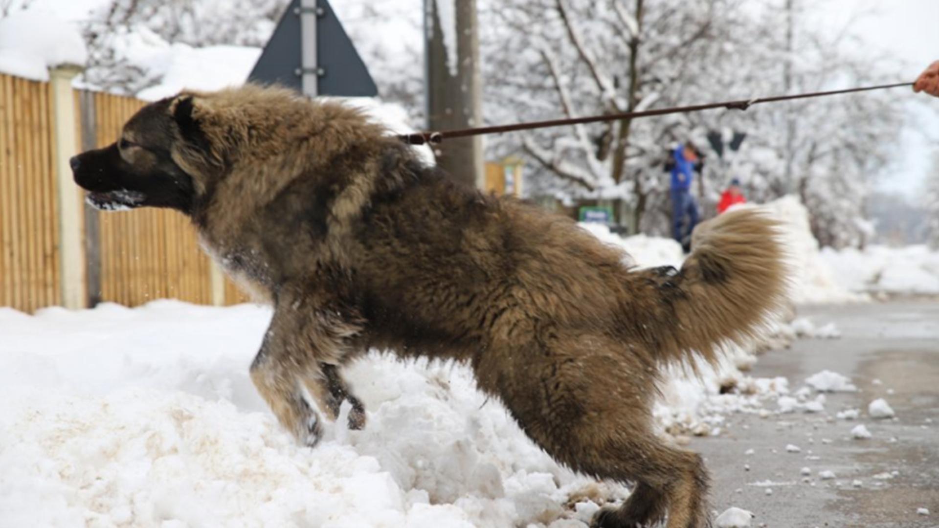 盘点世界上最强大的10种狗:哈士奇入选,藏獒竟能秒杀东北虎?