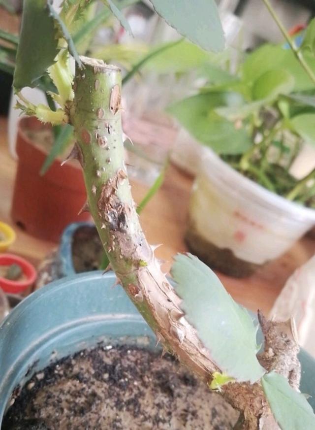 月季多头开花的方法，为什么月季只有1个花苞