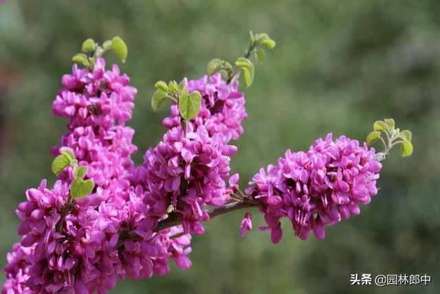 紫荆花是哪里的区花，紫荆花种在什么地方（路边的这种紫荆花与香港区花却大有不同）
