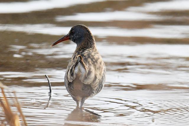 水鸡是什么，水鸡是什么车（西方秧鸡、叽咋柳莺......）