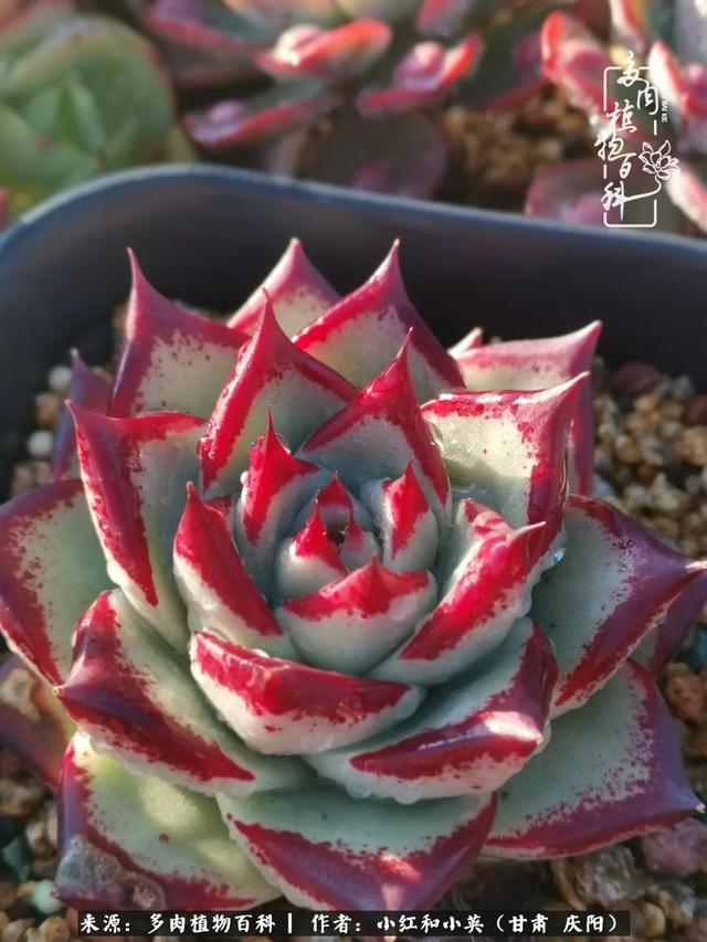 姐妹情深的句子，姐妹情深的句子简短（赏娇媚多肉，忆姐妹情深）