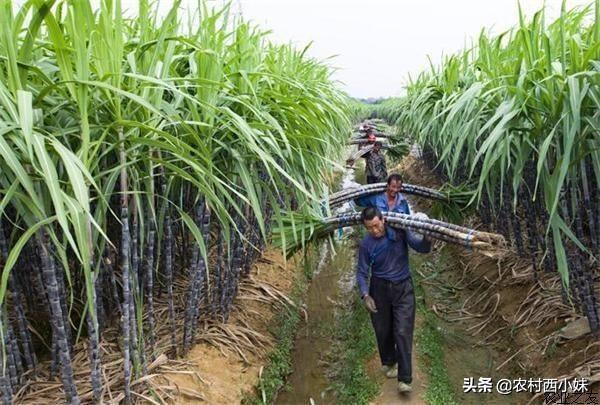 甘蔗介绍及种植方法，甘蔗介绍及种植