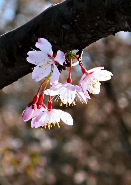 樱花是什么颜色，樱花有哪些品种和颜色（早樱、晚樱、垂枝樱、云南樱简介）