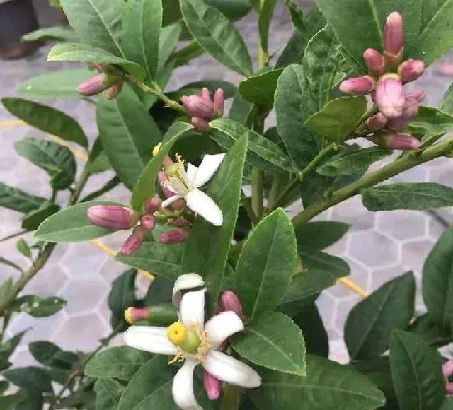 栀子花种子的种植方法和时间，栀子花种植方法（1种“水果核”别扔）